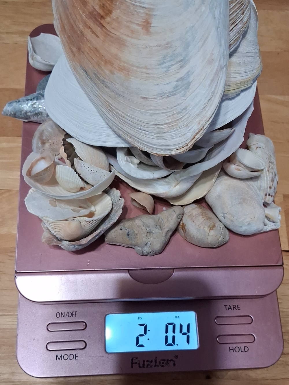 Natural Seashells And Ocean Stones And Pieces - White and Tan